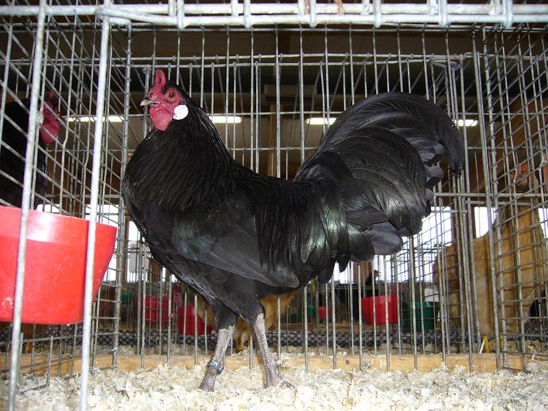 Kreisschau Coesfeld 2008 148.jpg - Zwerg La Fleché schwarz von Siegfrid Janßen Preis sg 94 Z
